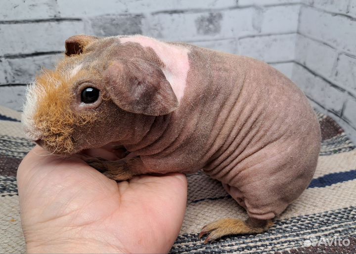 Морская свинка скинни