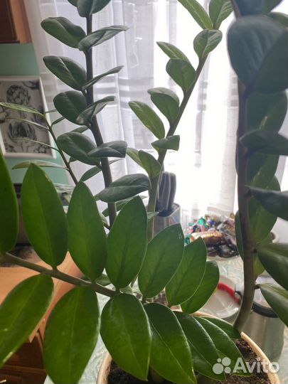 Замиокулькас