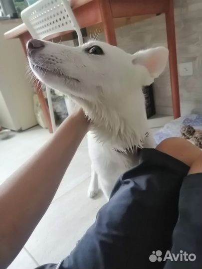 Щенок в добрые руки бесплатно