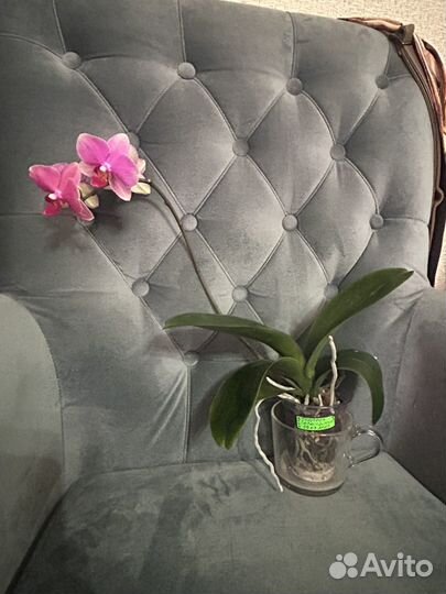 Орхидея фаленопсис бабочка