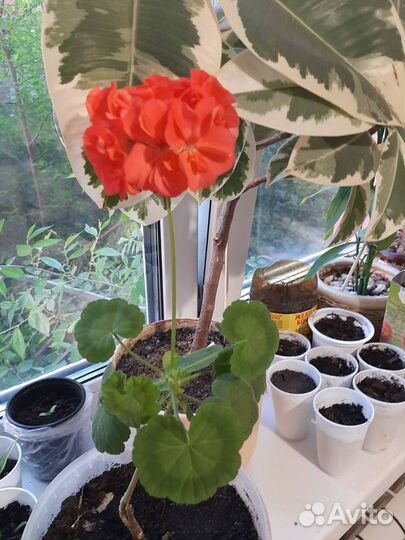 Герань очень красивая сортовая