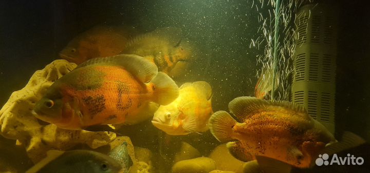 Астранотус