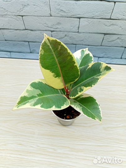 Фикус эластика Тинеке