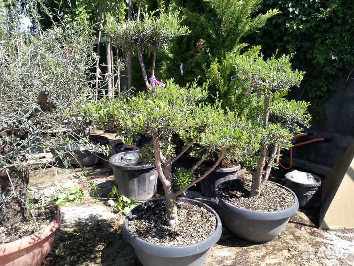 Олива Помпоны 359833