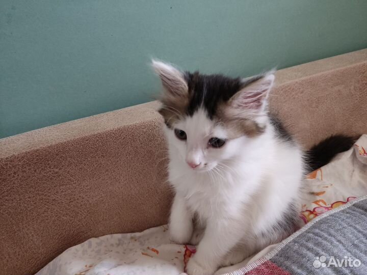 Котёнок девочка