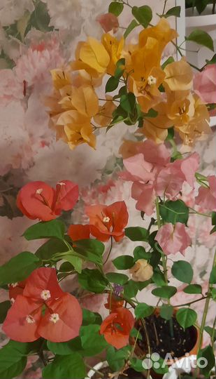 Бугенвиллия