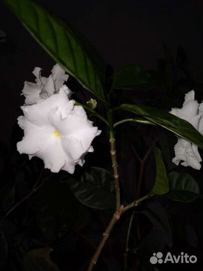 Табернемонтана