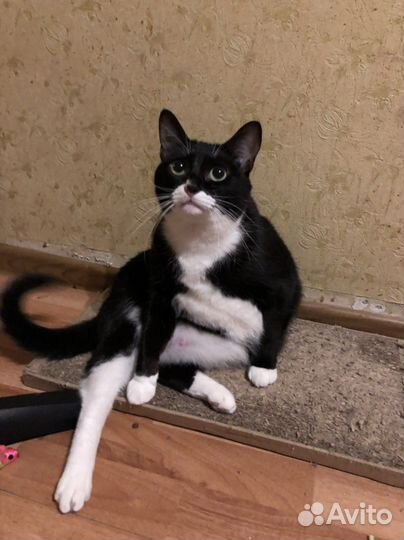 Черно белая кошечка ищет дом