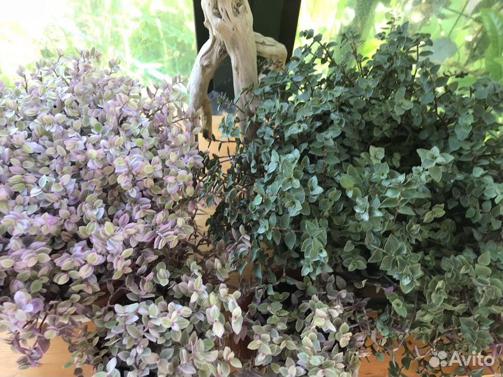 Коллизия Розовая пантера и коллизия Репенс