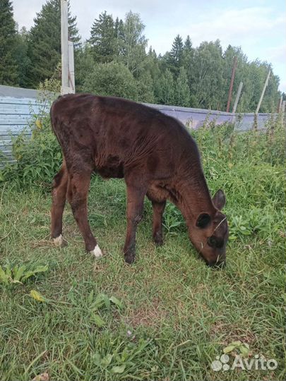 Айширская корова