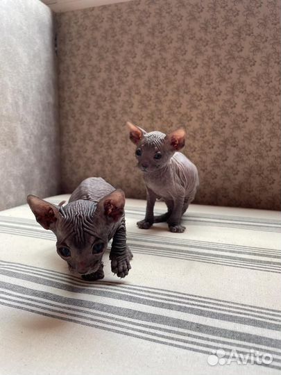 Донской сфинкс котята