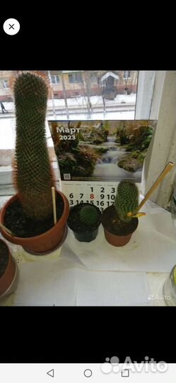 Кактус большой