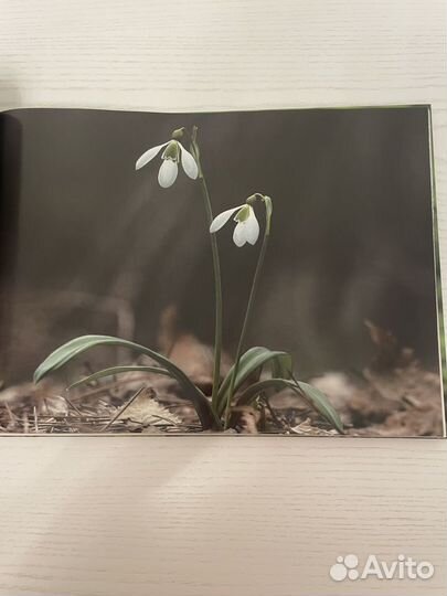 Фотоальбом 