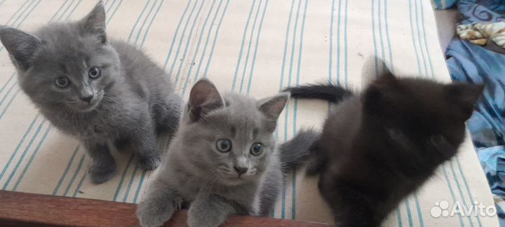 Отдам в хорошие руки