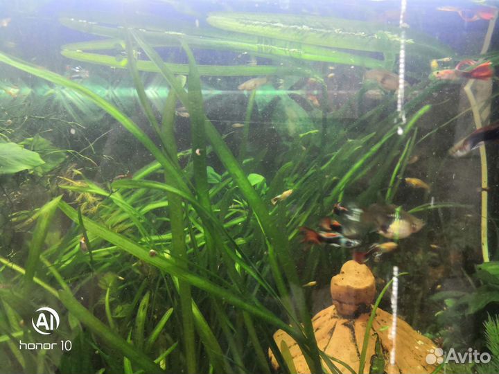 Растение в аквариумное