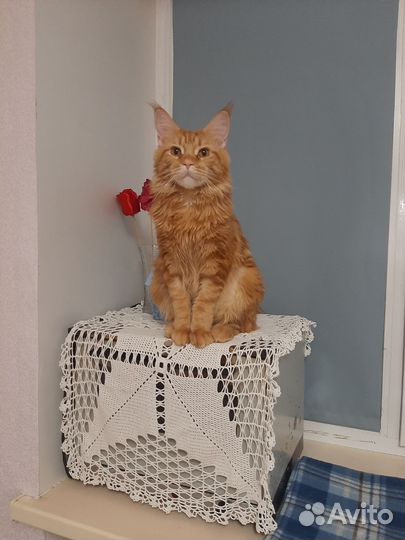 Кошки мейн-кун