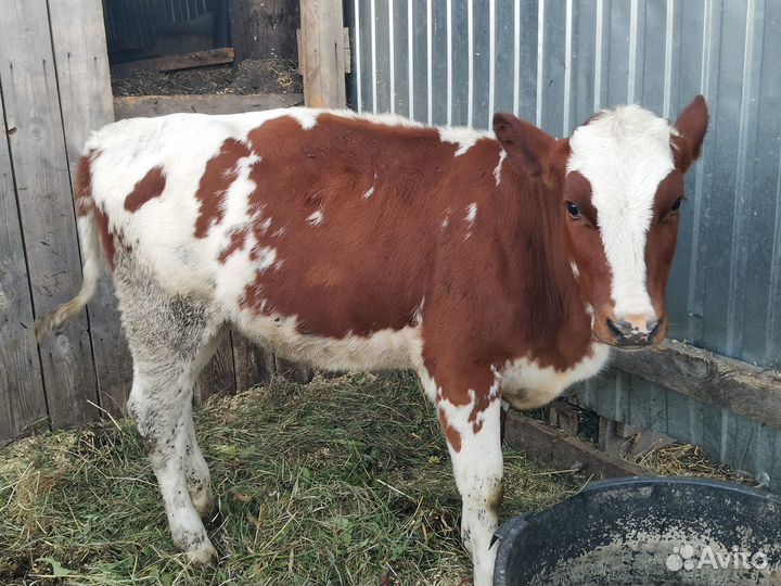 Продам телочку и бычка