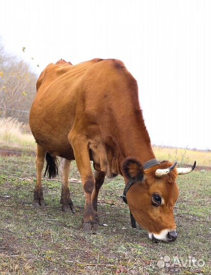 Джерсийские коровы