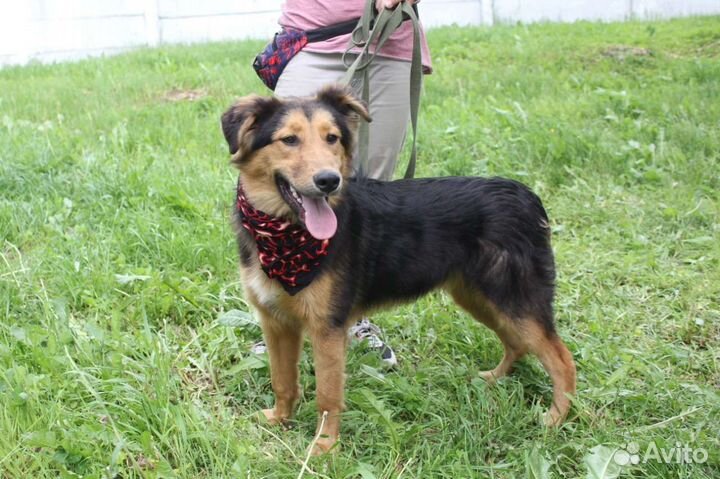 Статный пес хочет домой