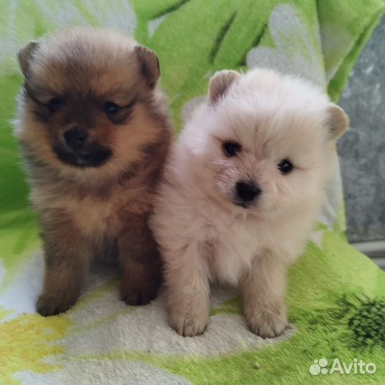 Щенки малого немецкого шпица