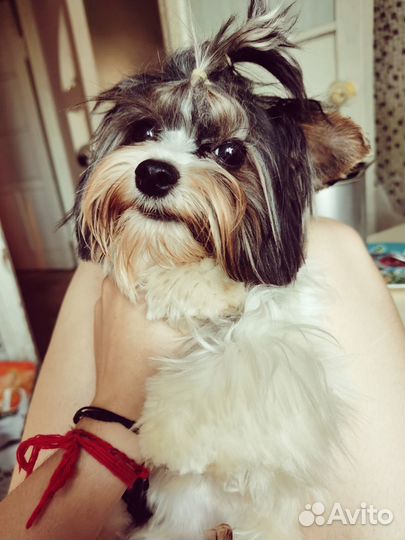 Мини йорк вязка