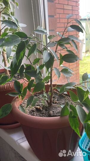 Фикус бенжамина