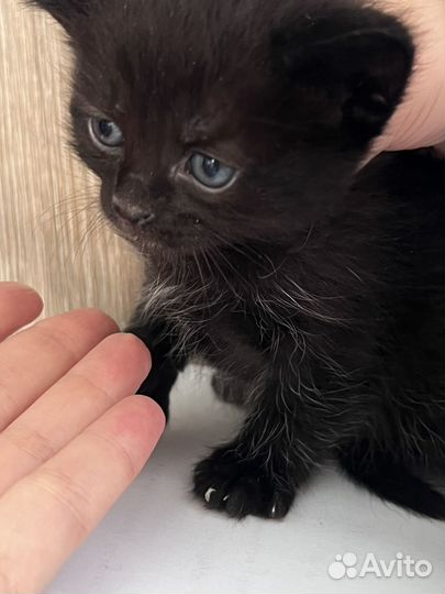 Котята в добрые руки 1 месяц