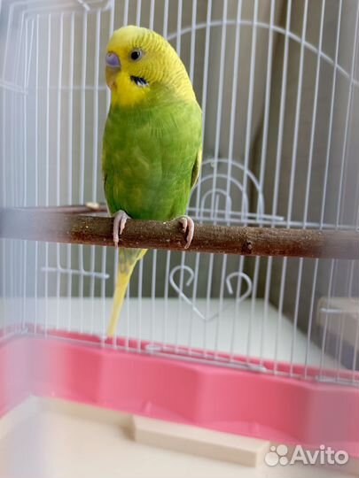 Волнистый попугай