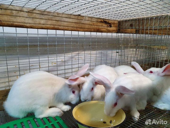 Кролик Белый паннон