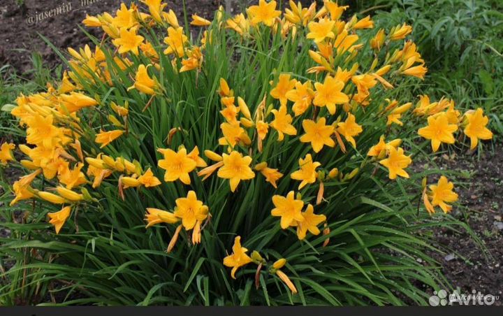 Лилейники сортовые