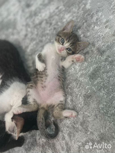 Котенок в добрые руки