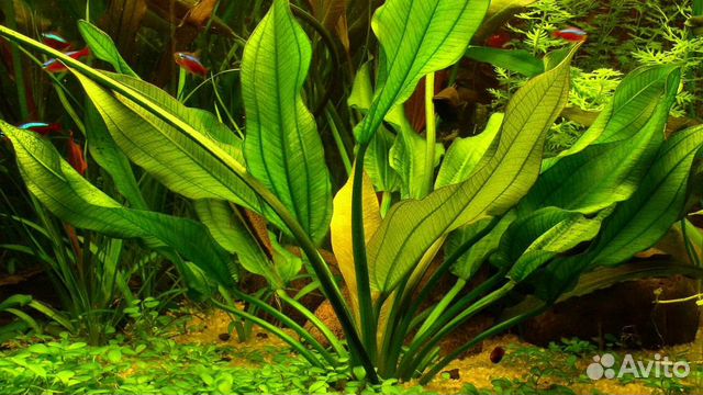 Бронь Растение в аквариум Эхинодорус