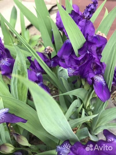 Ирис синий