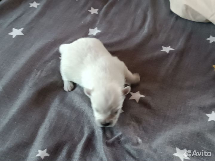 Щенки померанского шпица