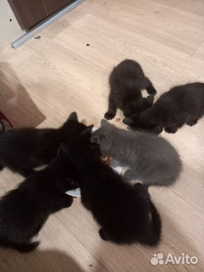 Котята в очень добрые руки