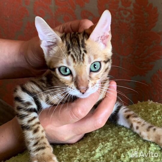 Бенгальский кошки