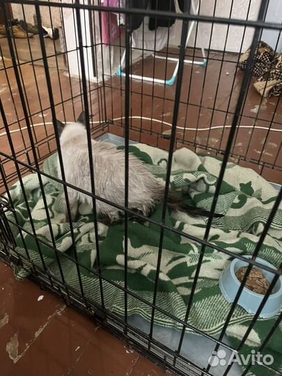 Вольер для собак