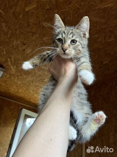 Котёнок Шустрик, в поиске дома