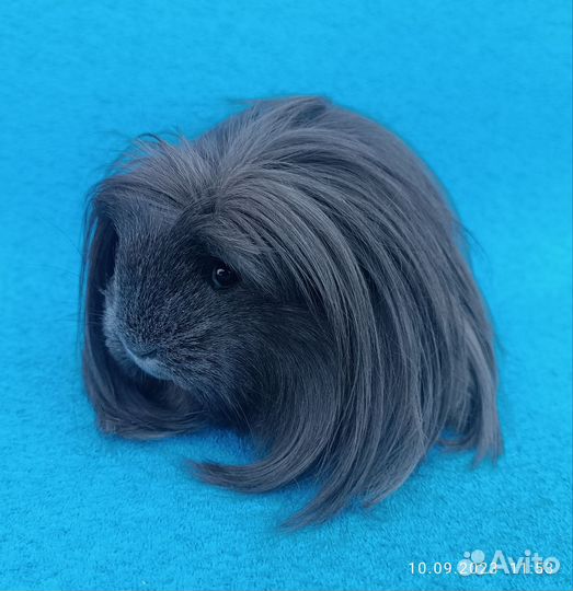 Морская свинка