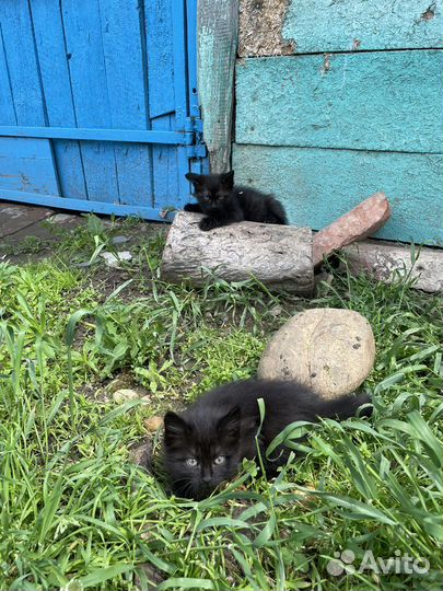 Кошка в дар бесплатно
