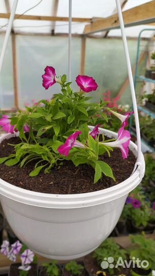 Петуния в подвесных кашпо