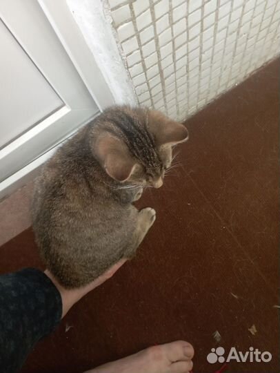 Котик в добрые руки