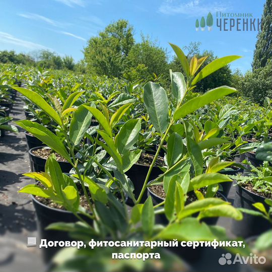 Лавровишня