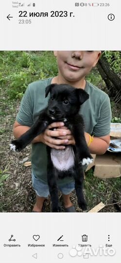 Щенки девочки мелкие 1,5 месяца с доставкой