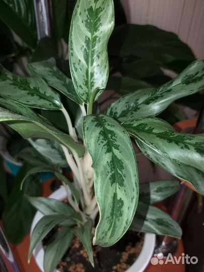 Аглаонемы/Диффенбахия