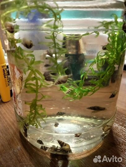 Улитка хелена