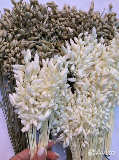 Бриза сухоцвет