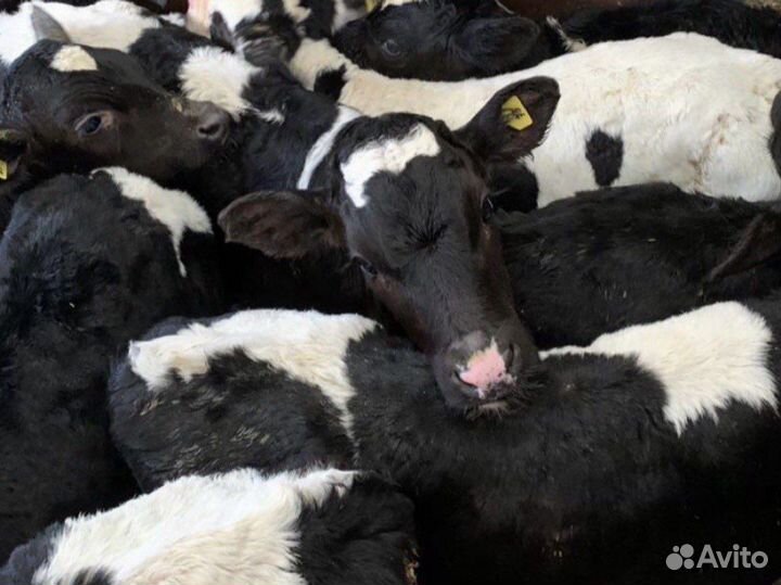 Телята мясной породы бычки