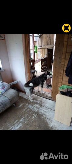 Собака в добрые руки отдам бесплатно