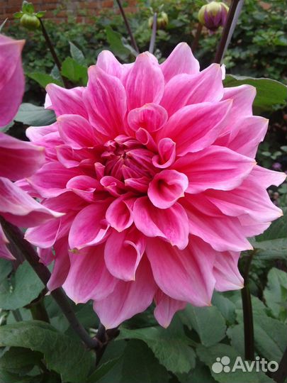 Георгина, хосты и др. многолетники